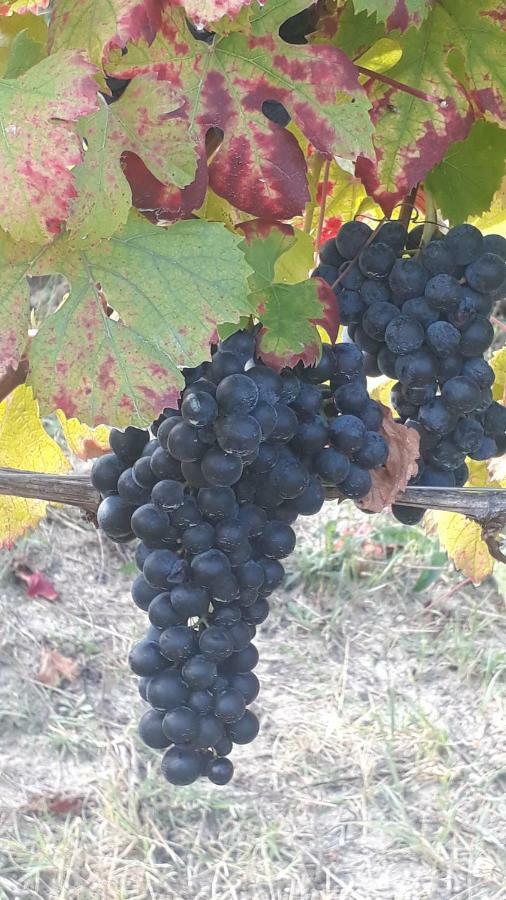 Agriturismo "Veritas" Bed & Wine Casaleggio Boiro Zewnętrze zdjęcie