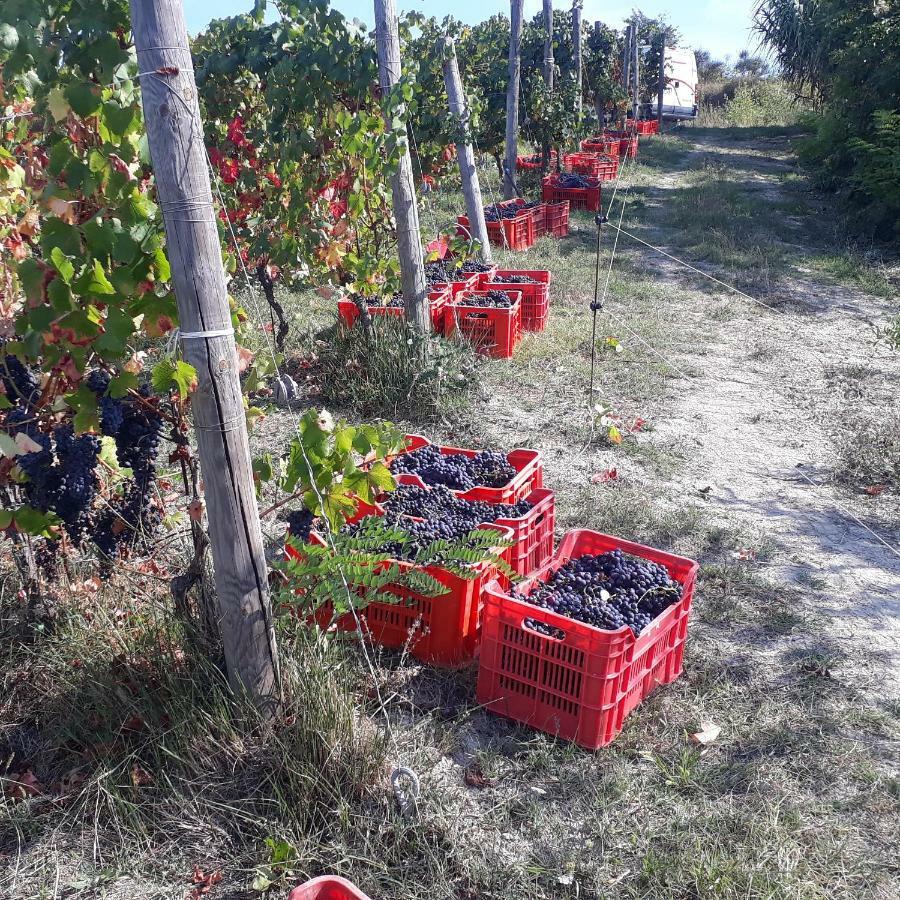 Agriturismo "Veritas" Bed & Wine Casaleggio Boiro Zewnętrze zdjęcie